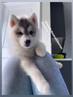 GREY BEAR BOY , a male Siberian Husky for sale in Greensboro, NC – 3 of 8