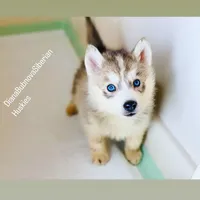 GREY BLUE EYED BOY , a male Siberian Husky for sale in Greensboro, NC – 1 of 1