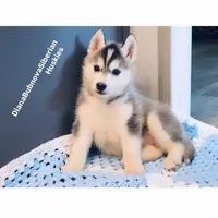 GIRL ( BLACK /WHITE ) , a female Siberian Husky for sale in Greensboro, NC – 3 of 4