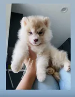 RED BEAR GIRL , a female Siberian Husky for sale in Greensboro, NC – 3 of 3