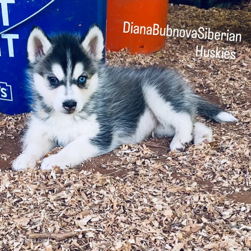 BLACK/WHITE GIRL  – Siberian Husky puppy for sale in Greensboro, NC