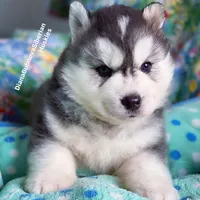 BEAR BOY , a male Siberian Husky for sale in Greensboro, NC – 8 of 10