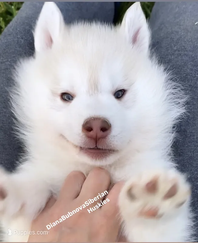 Light RED BOY ( green /amber eyes )  – Siberian Husky puppy for sale in Greensboro, NC