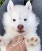 Light RED BOY ( green /amber eyes ) , a male Siberian Husky for sale in Greensboro, NC – 1 of 1