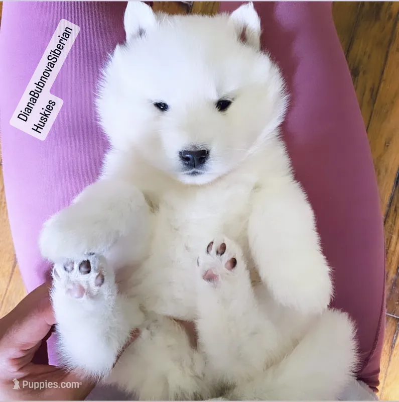 WINTER ( WHITE BOY )