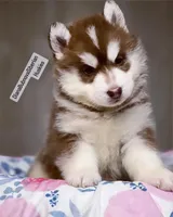 processed/5ca4fc2b-664b-488a-979d-0a454bd1d607/listing/79113677-9b98-45de-83e5-17a1cbd0aed6/2fb6e224-b588-43ad-b90a-e7a36b08d551