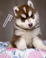 processed/5ca4fc2b-664b-488a-979d-0a454bd1d607/listing/79113677-9b98-45de-83e5-17a1cbd0aed6/cd6af29c-c12d-4e0d-85e0-150e696753d6