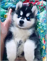 BLUE EYED BOY ( BLACK/WHITE ) , a male Siberian Husky for sale in Greensboro, NC – 7 of 9