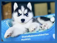 Black/White Blue Eyed Bear Girl , a female Siberian Husky for sale in Greensboro, NC – 3 of 4