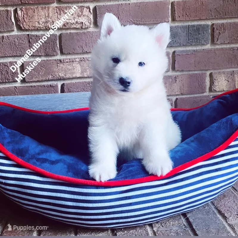 PURE WHITE BOY “ GHOST “  ( BROWN EYES )  – Siberian Husky puppy for sale in Greensboro, NC