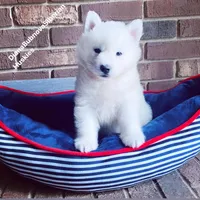PURE WHITE BEAR BOY , a male Siberian Husky for sale in Greensboro, NC – 3 of 6