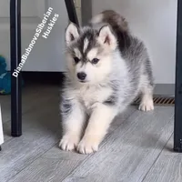 BLACK /WHITE ( BOY ) , a male Siberian Husky for sale in Greensboro, NC – 4 of 7