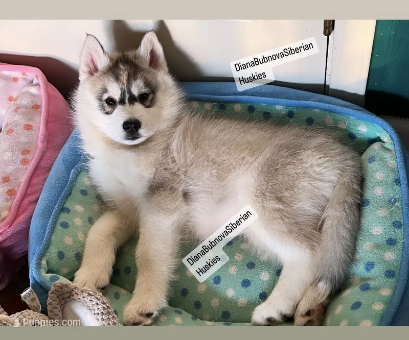 GREY GIRL ( BROWN EYES )  – Siberian Husky puppy for sale in Greensboro, NC
