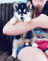 BLUE EYED BOY ( BLACK/WHITE ) , a male Siberian Husky for sale in Greensboro, NC – 8 of 9