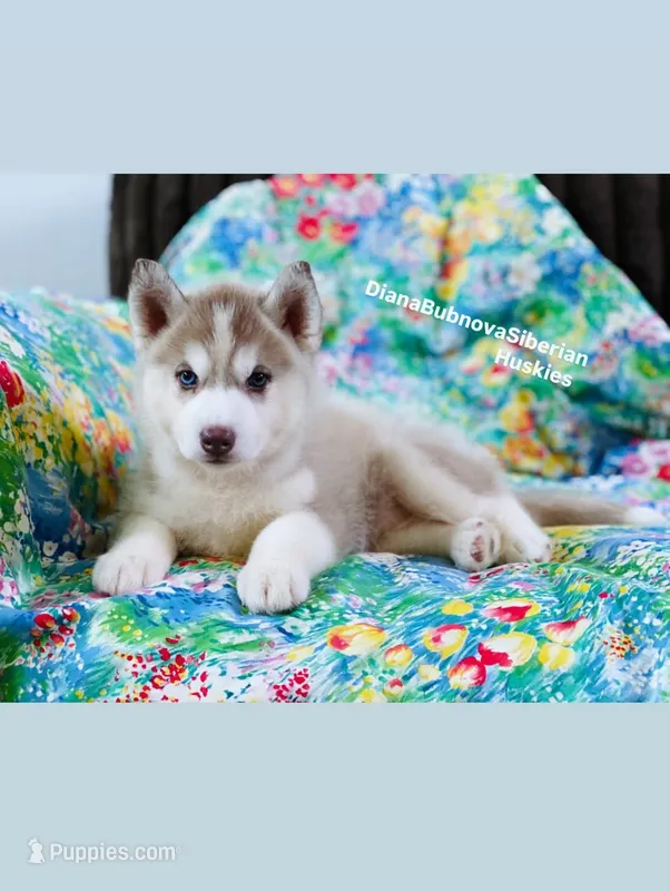 RED GIRL ( One Blue/One Green Eye )  – Siberian Husky puppy for sale in Greensboro, NC