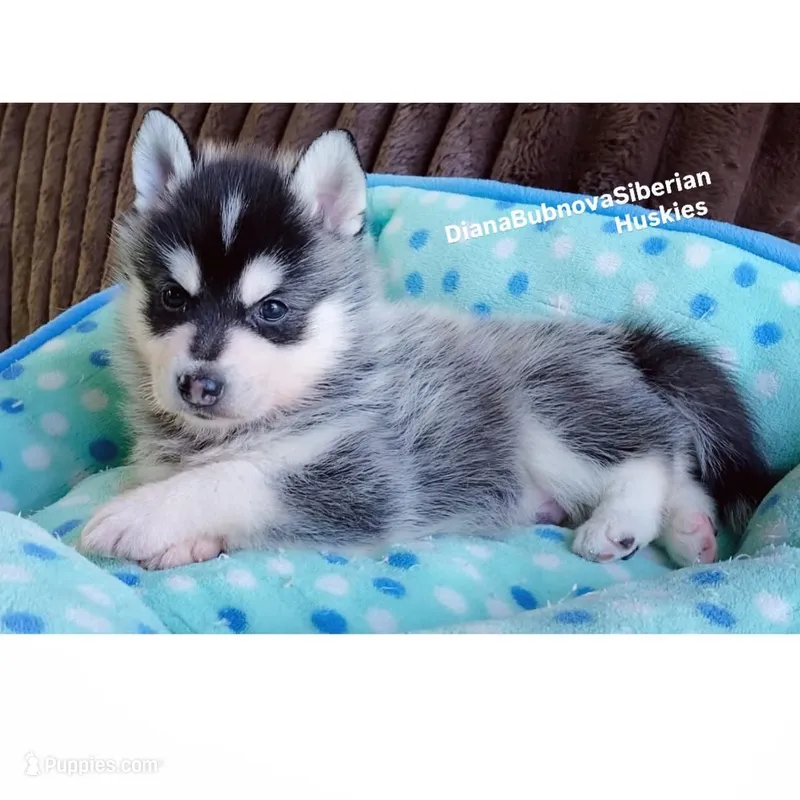 MINIATURE SIZE BOY ( BROWN EYES )  – Siberian Husky, Alaskan Klee Kai puppy for sale in Greensboro, NC