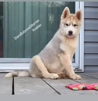 ROLEX ( RED BOY ) , a male Siberian Husky for sale in Greensboro, NC – 10 of 10