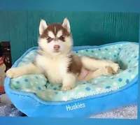 FIRE ( Dark Red BOY ) , a male Siberian Husky for sale in Greensboro, NC – Photo 1 of 2