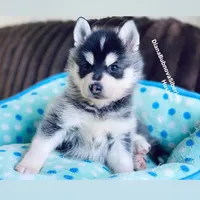 MINIATURE SIZE BOY ( BROWN EYES ) , a male Siberian Husky and Alaskan Klee Kai for sale in Greensboro, NC – 3 of 9
