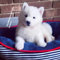 PURE WHITE BEAR BOY , a male Siberian Husky for sale in Greensboro, NC – 2 of 6