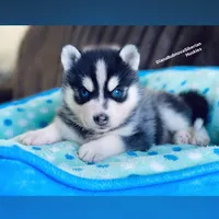 MINIATURE SIZE BLUE EYED GIRL , a female Siberian Husky and Alaskan Klee Kai for sale in Greensboro, NC – 9 of 9