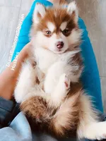 FOXY ( DARK RED BOY ) , a male Siberian Husky for sale in Greensboro, NC – 1 of 3