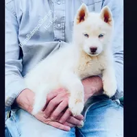 PURE WHITE BLUE EYED GIRL , a female Siberian Husky for sale in Greensboro, NC – Photo 5 of 5