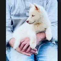 PURE WHITE BLUE EYED GIRL , a female Siberian Husky for sale in Greensboro, NC – Photo 4 of 5
