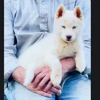 PURE WHITE BLUE EYED GIRL , a female Siberian Husky for sale in Greensboro, NC – Photo 2 of 5