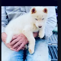 PURE WHITE BLUE EYED GIRL , a female Siberian Husky for sale in Greensboro, NC – Photo 3 of 5