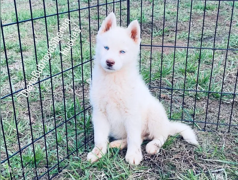 PURE WHITE BLUE EYED GIRL  – Siberian Husky puppy for sale in Greensboro, NC
