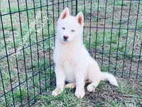 PURE WHITE BLUE EYED GIRL , a female Siberian Husky for sale in Greensboro, NC – Photo 1 of 5