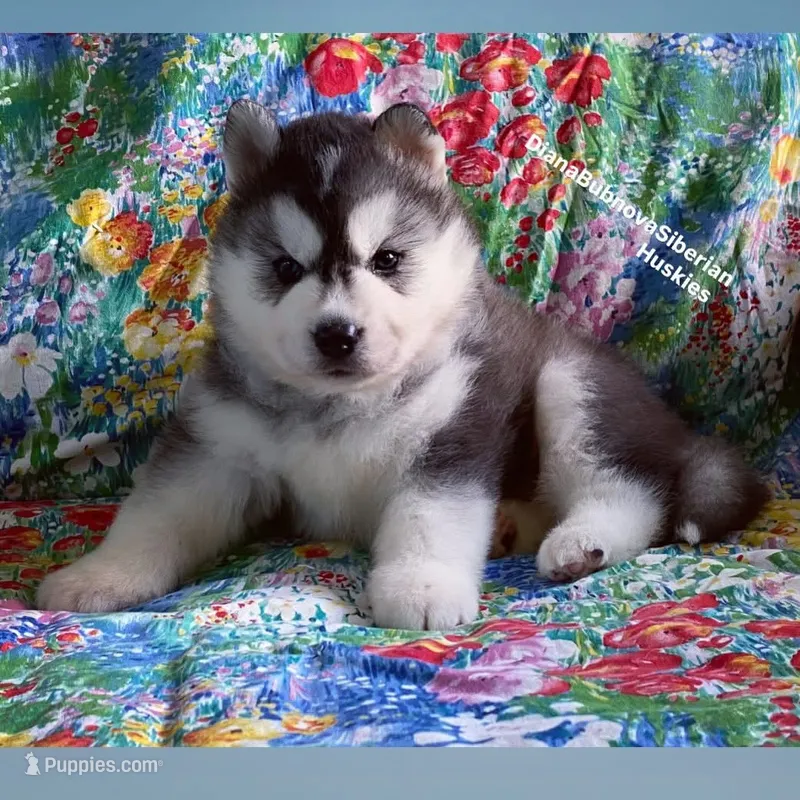BEAR BOY ( BROWN EYES )  – Siberian Husky puppy for sale in Greensboro, NC