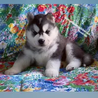 BEAR BOY , a male Siberian Husky for sale in Greensboro, NC – 2 of 10