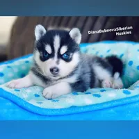 MINIATURE SIZE BLUE EYED GIRL , a female Siberian Husky and Alaskan Klee Kai for sale in Greensboro, NC – 2 of 9