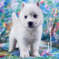 “ SIMBA “ BLUE EYED PURE WHITE BOY , a male Siberian Husky for sale in Greensboro, NC – 2 of 8