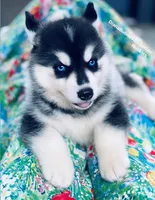 BLUE EYED BOY ( BLACK/WHITE ) , a male Siberian Husky for sale in Greensboro, NC – 3 of 9