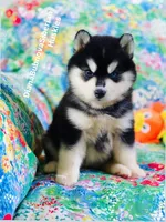 BEAR GIRL ( One Blue/One Brown eye ) , a female Siberian Husky for sale in Greensboro, NC – 10 of 10