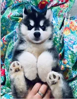 BLUE EYED BOY ( BLACK/WHITE ) , a male Siberian Husky for sale in Greensboro, NC – 9 of 9