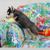 Black /White Girl ( Brown Eyes ) , a female Siberian Husky for sale in Greensboro, NC – 3 of 5