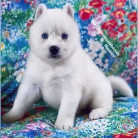 “ SIMBA “ BLUE EYED PURE WHITE BOY , a male Siberian Husky for sale in Greensboro, NC – 1 of 8