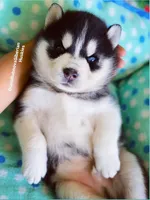 Black/White Boy ( one blue/one brown eye ) , a male Siberian Husky for sale in Greensboro, NC – 4 of 7