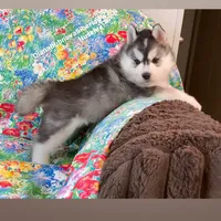 TEDDY ( BEAR BOY ) , a male Siberian Husky for sale in Greensboro, NC – 6 of 10