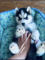 Black/White Blue Eyed Bear Girl , a female Siberian Husky for sale in Greensboro, NC – 4 of 4