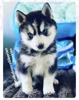 “ DIAMOND  “ BLUE EYED GIRL , a female Siberian Husky for sale in Greensboro, NC – 2 of 7