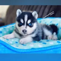 MINIATURE SIZE BLUE EYED GIRL , a female Siberian Husky and Alaskan Klee Kai for sale in Greensboro, NC – 1 of 9