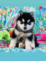 BEAR GIRL ( One Blue/One Brown eye ) , a female Siberian Husky for sale in Greensboro, NC – 1 of 10