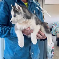 DRACULA ( BLUE EYED BOY ) , a male Siberian Husky for sale in Greensboro, NC – 3 of 6