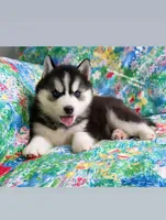 BLACK/WHITE BLUE EYED GIRL , a female Siberian Husky for sale in Greensboro, NC – 8 of 9