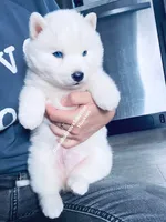 “ SNOW “ BLUE EYED BOY , a male Siberian Husky for sale in Greensboro, NC – 3 of 3